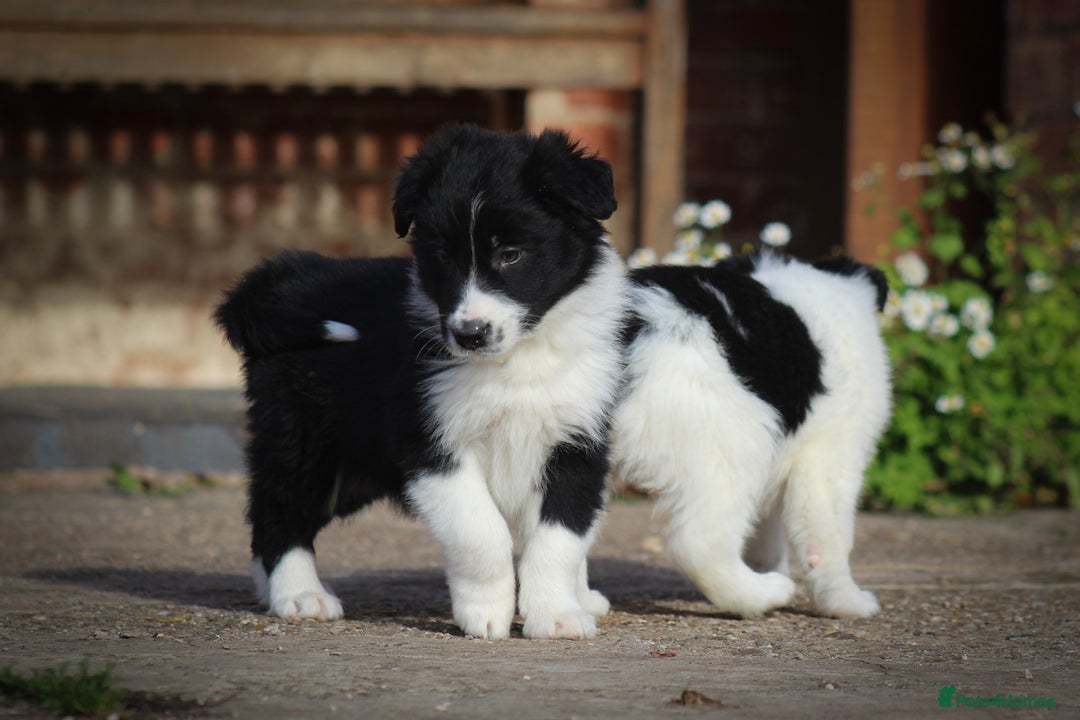 Border Collie dogs for sale: Border Collie Puppies for Sale - Image 2