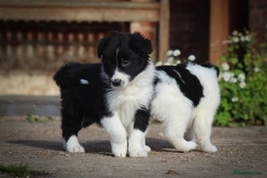 Border Collie dogs - Advert 16