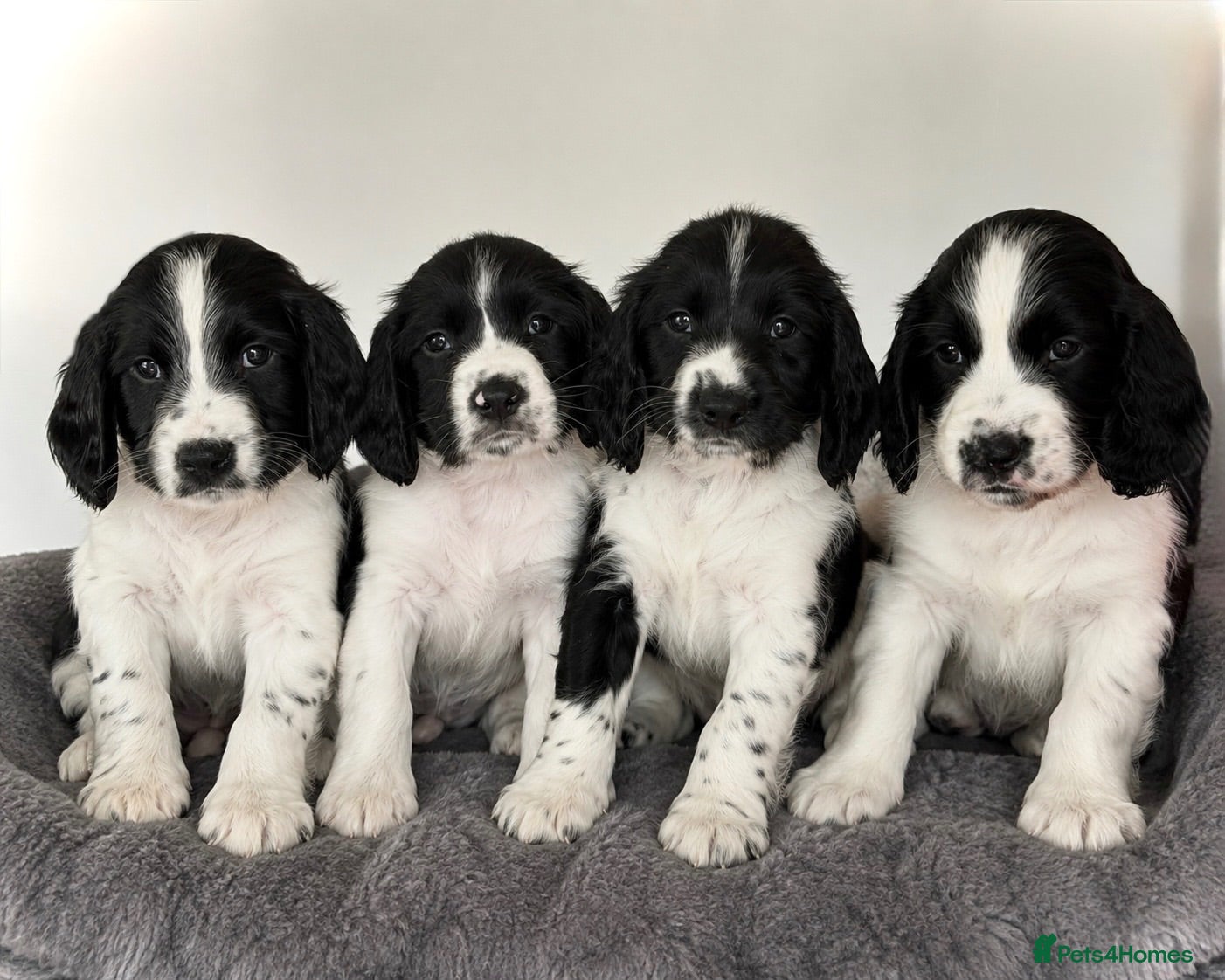 English Springer Spaniel dogs KC Registered English Springer Spaniel puppies - Advert 5
