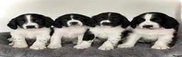 English Springer Spaniel dogs for sale: KC Registered English Springer Spaniel puppies - Advert 1