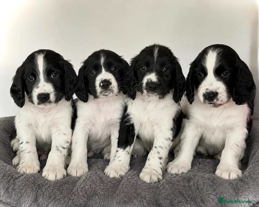 English Springer Spaniel dogs for sale: KC Registered English Springer Spaniel puppies - Advert 1