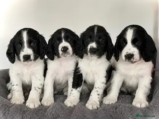 English Springer Spaniel dogs KC Registered English Springer Spaniel puppies - Advert 5