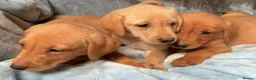 Labrador Retriever dogs for sale: Red labrador - Advert 12