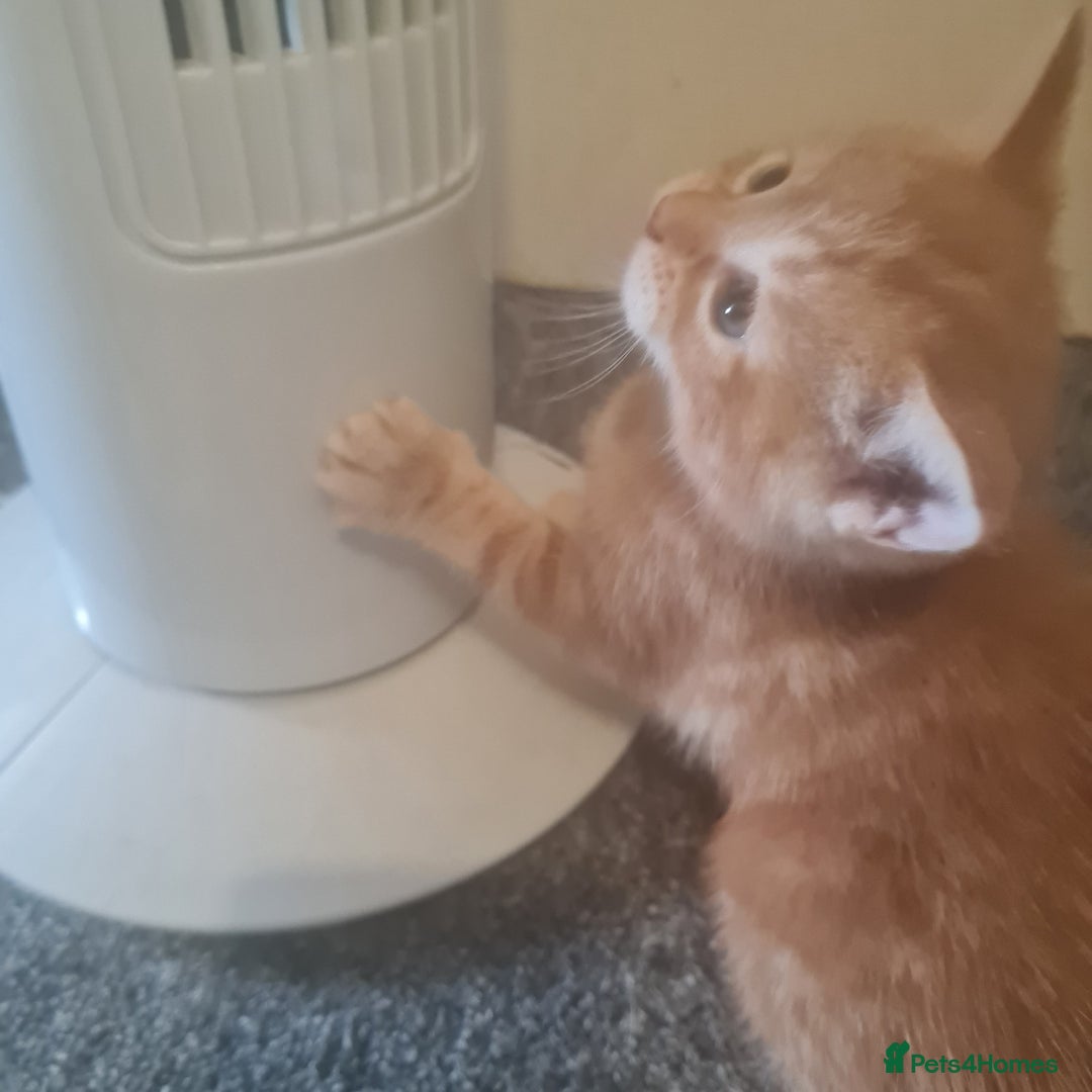 Mixed Breed cats for sale: Ginger female  - Image 2