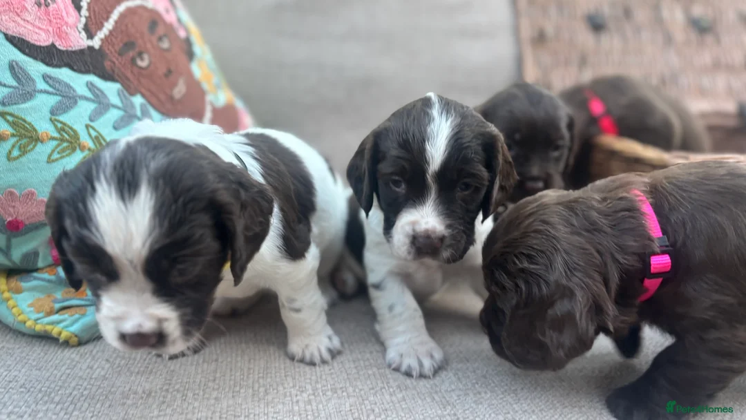 Sprocker dogs for sale: Chocolate and white Sprocker Puppies - Advert 14