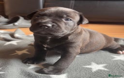 Staffordshire Bull Terrier dogs for sale: Staffy pups looking for their forever homes 🏡  - Image 11