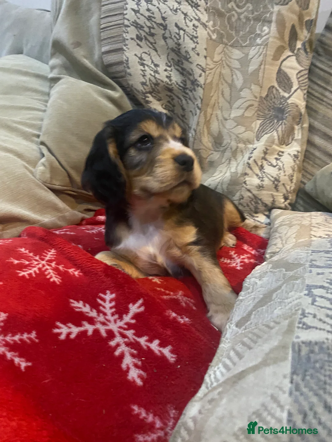 Cocker Spaniel dogs for sale: 1 of 9 beautiful full cocker spaniel pups left - Advert 21