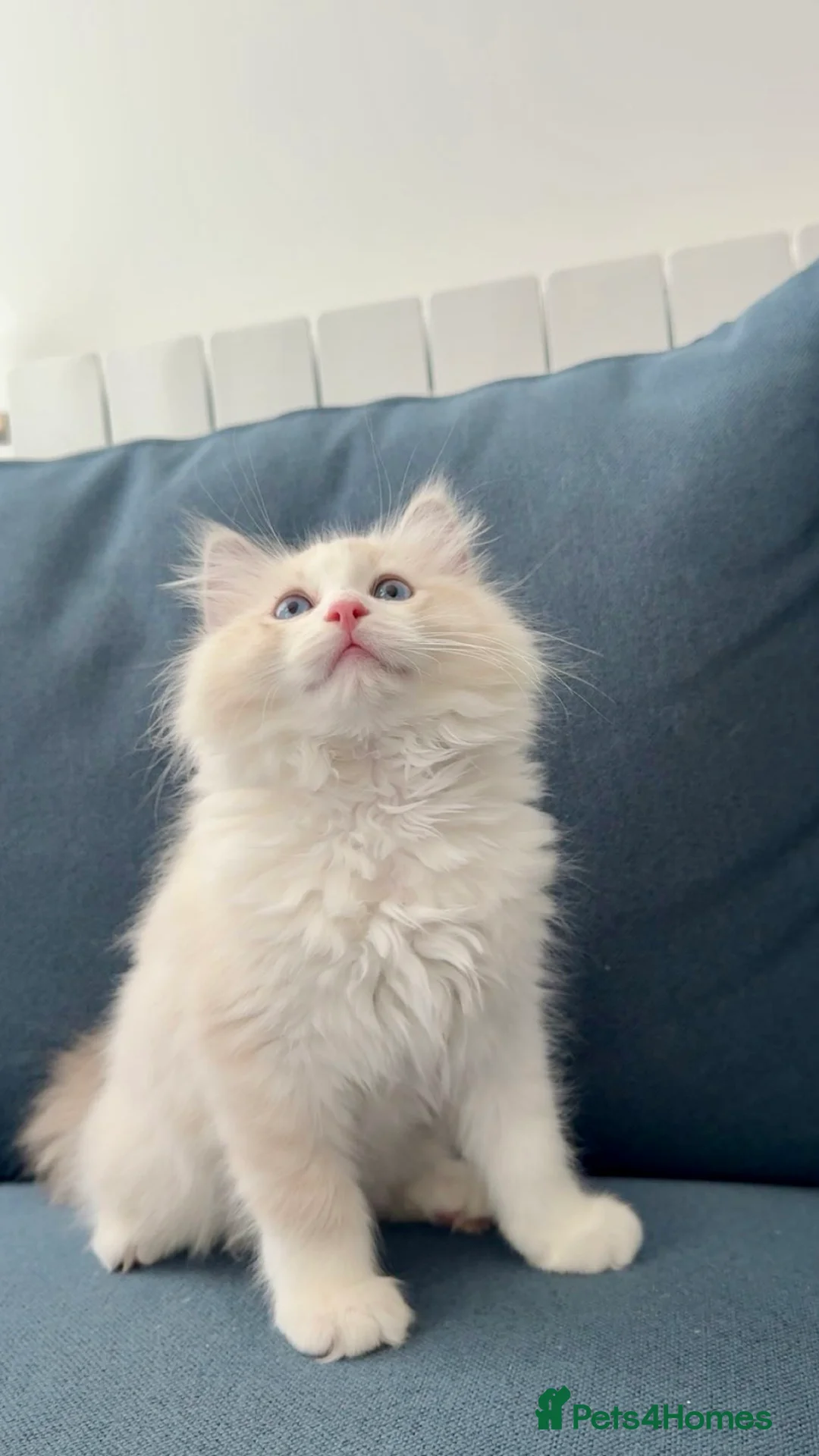 Ragdoll cats for sale: Ragdoll Kitten in London - Advert 9