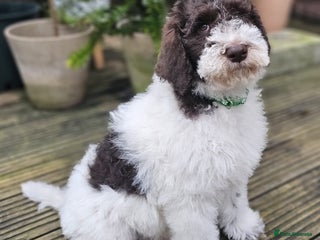 Labradoodle dogs Curly, Hypo-allergenic Labradoodle Pups READY NOW - Advert 3