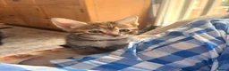 Mixed Breed cats for sale: Savannah cross kittens  - Advert 11