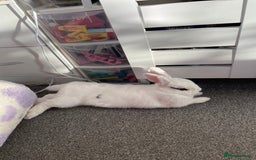 Mixed Breed rabbits for sale: White and Black Female Rabbit for adoption! FREE! - Image 5