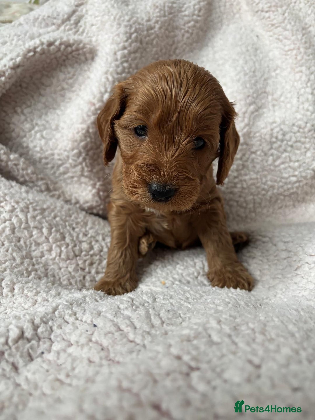 Miniature Poodle dogs for stud: PROVEN Miniature Poodle Stud - Champion Lines KC in Orpington - Advert 19