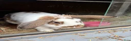 Mixed Breed rabbits for sale: Baby rabbits and mother and father for sale  in Daventry - Advert 7