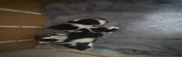 Mixed Breed rabbits for sale: Black and white kittens  in Bognor Regis - Advert 5