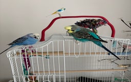 Budgerigars birds for sale: 2 Budgies for re homing - Image 2