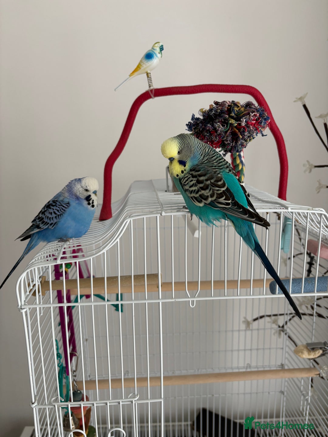 Budgerigars birds for sale: 2 Budgies for re homing - Image 2