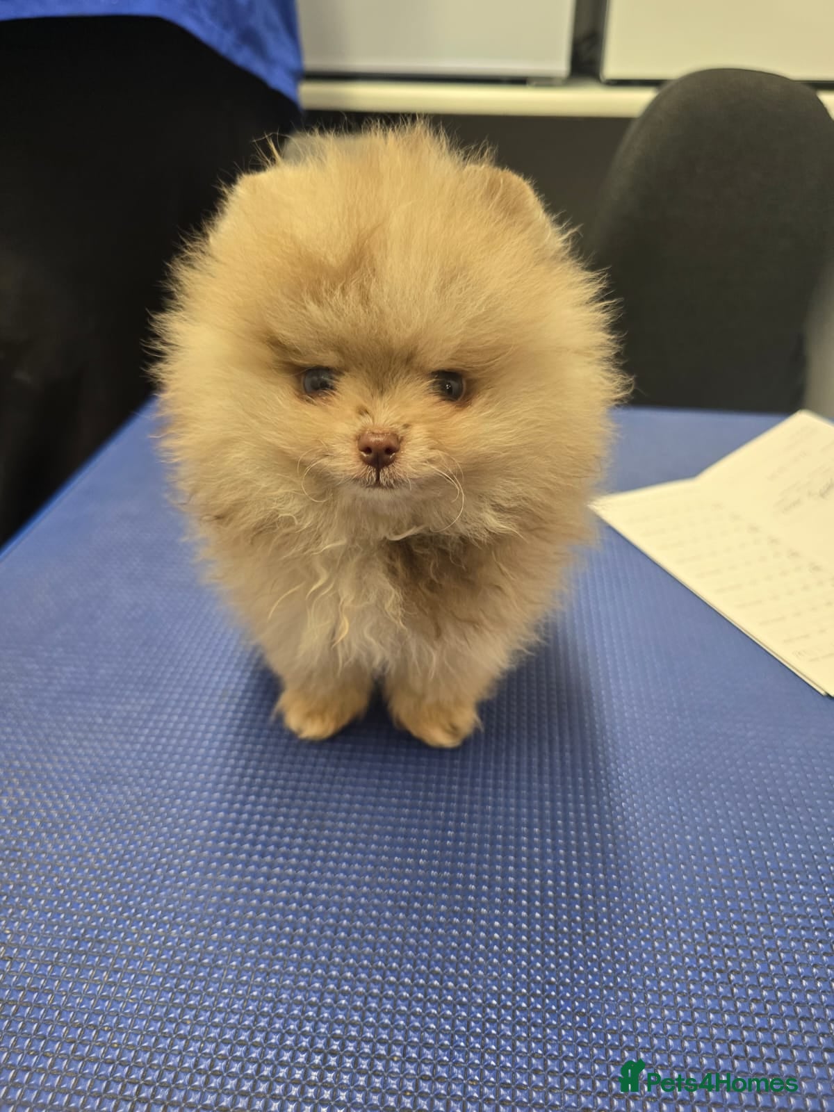 Pomeranian dogs CHIAO LI YA very small Plush pomeranian puppies - Advert 17