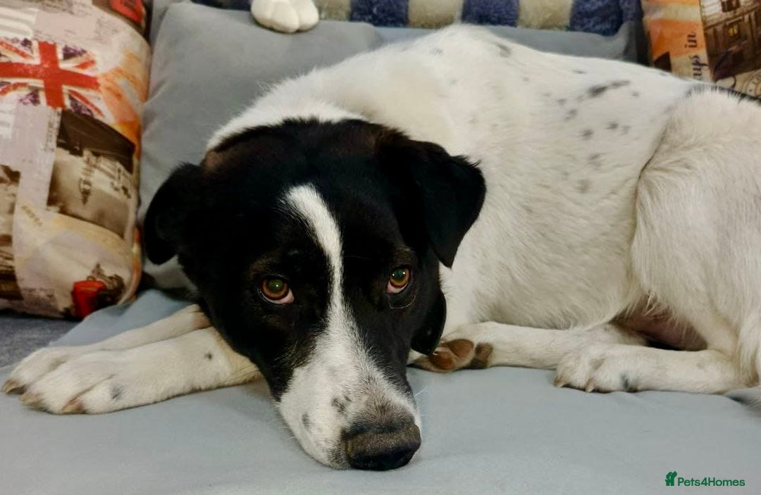 Border Collie dogs for adoption: Nelson - From Orphaned Puppy to Brave Survivor - Image 1