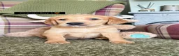 Cockerdor dogs for sale: GORGEOUS COCKERDOR PUPPIES💛🖤 - Advert 29