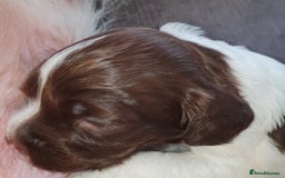 English Springer Spaniel dogs for sale:   English Springer Spaniel puppies  - Image 35