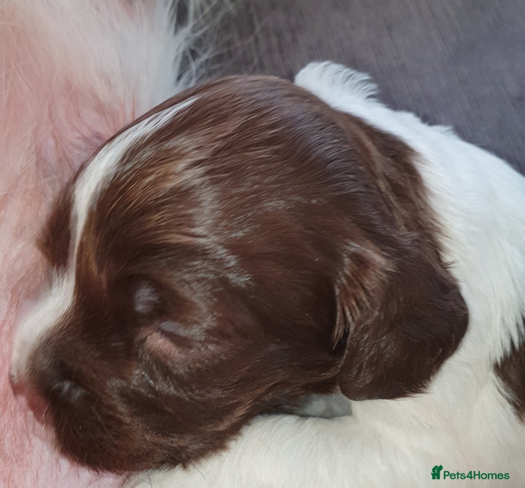 English Springer Spaniel dogs for sale:   English Springer Spaniel puppies  - Image 35