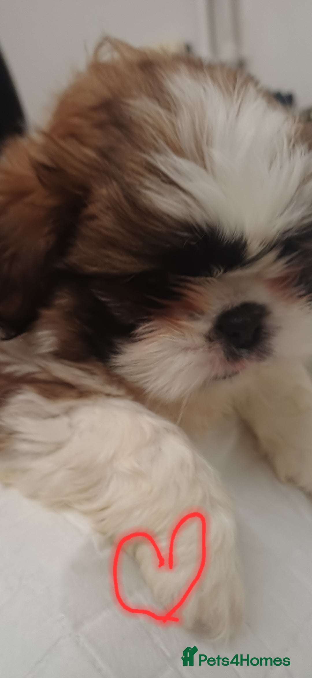 Shih Tzu dogs for sale: 3 lovely girl shih tzu puppies  - Advert 22