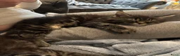 Maine Coon cats for sale: Stunning litter of pure bred Maine Coon kittens - Advert 32