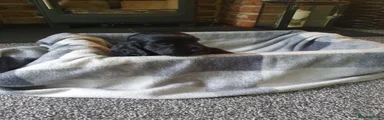 Cocker Spaniel 1
