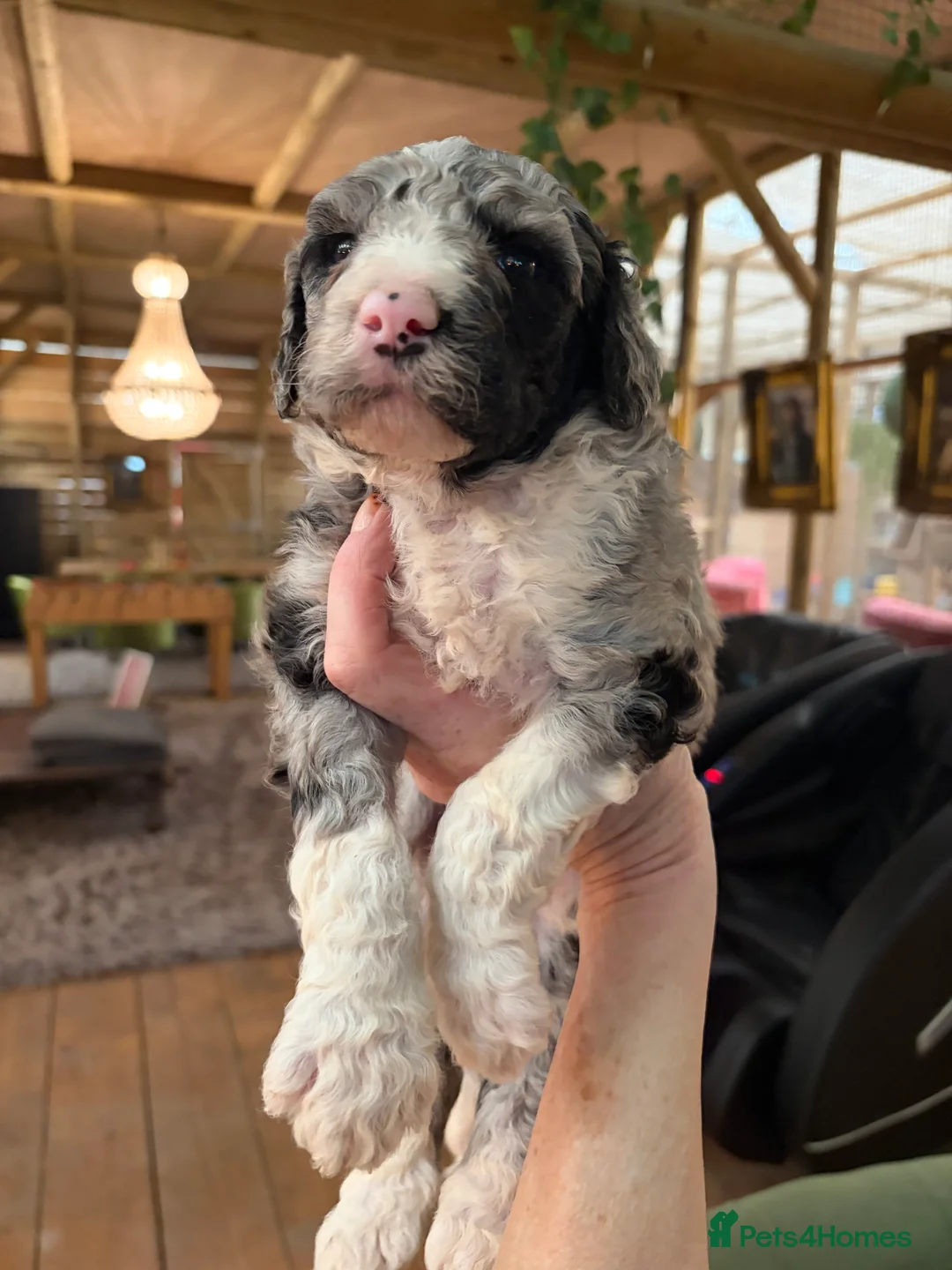 Bernedoodle dogs for sale: F1b Bernedoodle  - Advert 1