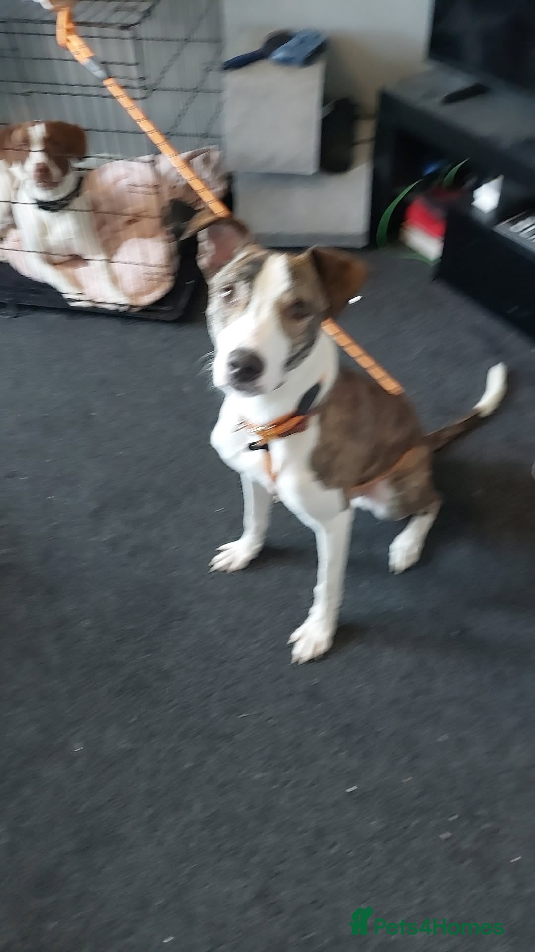 Mixed Breed dogs for sale: Rocco 10 month old for sale  - Image 2
