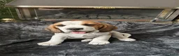 Beagle dogs for sale: Adorable Beagle puppies for sale  - Advert 17