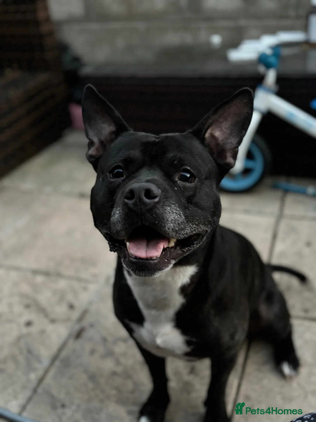 Mixed Breed dogs for sale: Staffie x Frenchie for sale  in Bristol - Advert 1