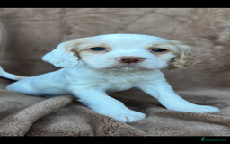 Cocker Spaniel dogs for sale: Gorgeous kc registered cocker spaniel puppies - Image 24