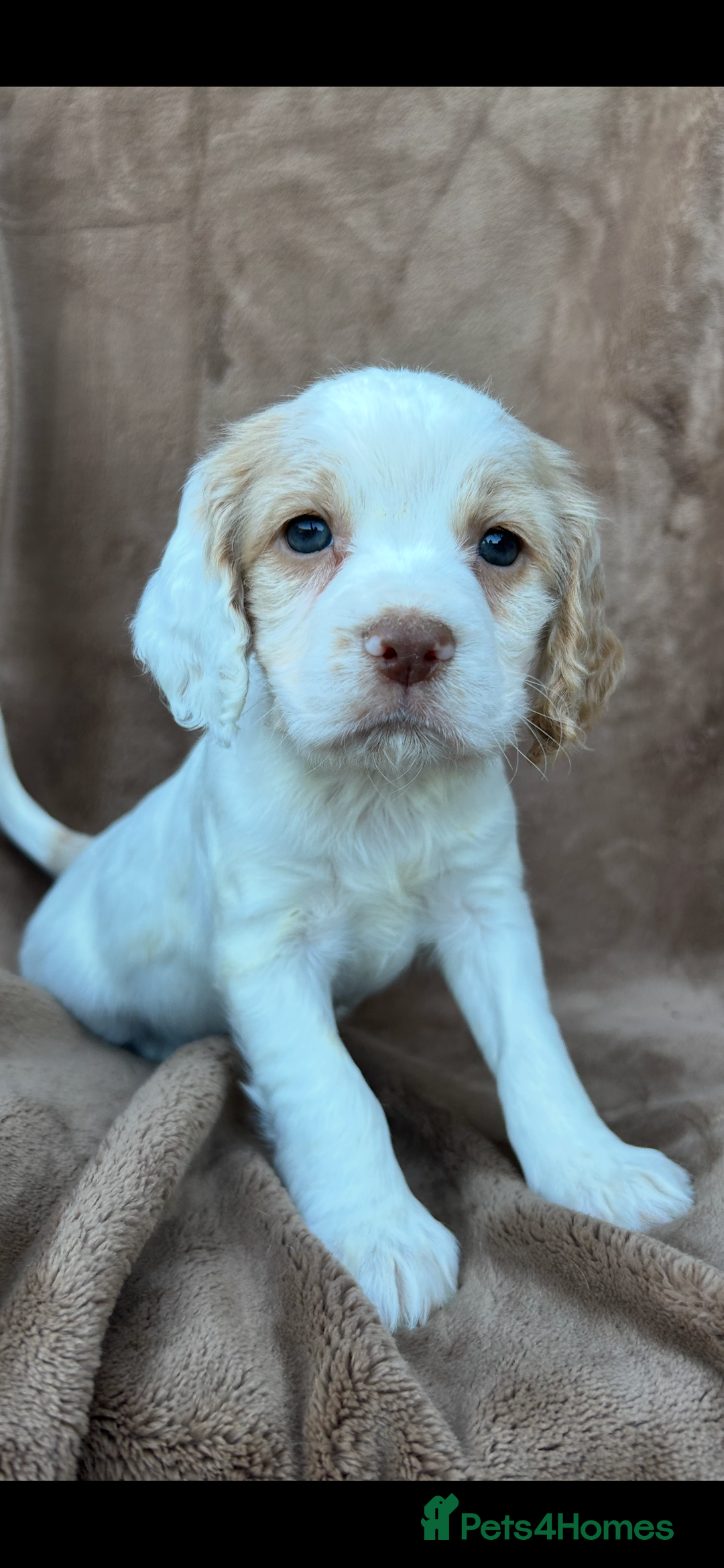 Cocker Spaniel dogs for sale: Gorgeous kc registered cocker spaniel puppies - Image 24