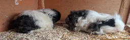 Guinea Pig rodents for sale: Two bonded, beautiful rare Texel boy guinea pigs in Swanage - Advert 11
