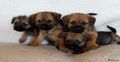 Border Terrier dogs - Advert 1