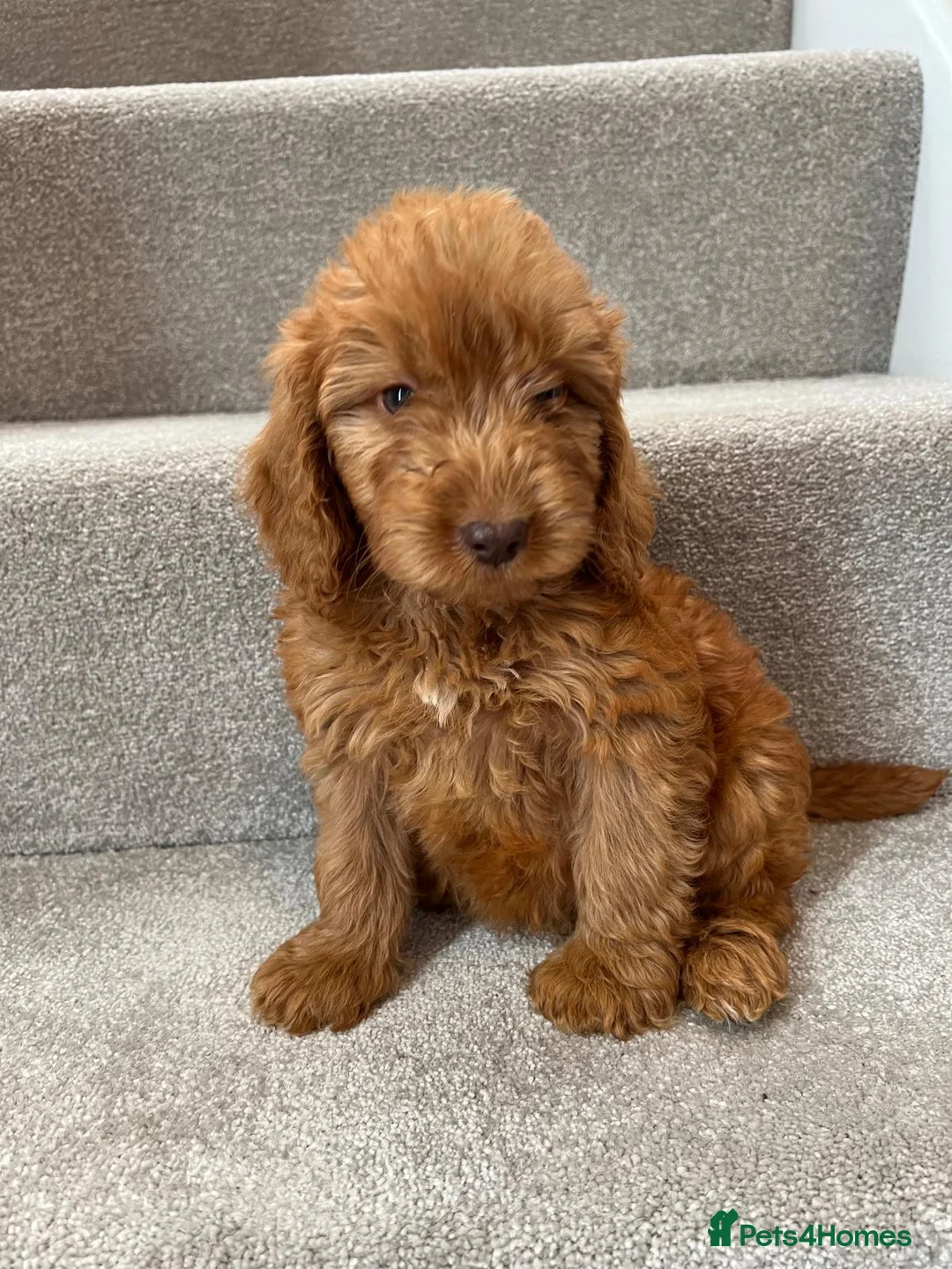 Cockapoo dogs for sale: Cockapoo puppies F1  - Advert 13