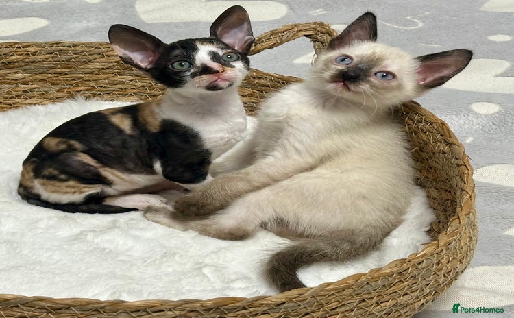 Mixed Breed cats 🌟Distinctive Cornish Rex Kittens for Reservation! - Advert 16
