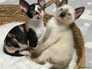 Mixed Breed cats 🌟Distinctive Cornish Rex Kittens for Reservation! - Advert 15
