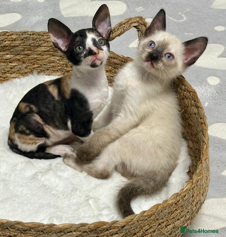 Mixed Breed cats 🌟Distinctive Cornish Rex Kittens for Reservation! - Advert 16