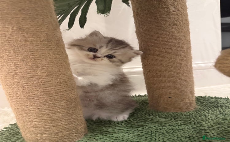 British Shorthair cats - Advert 15