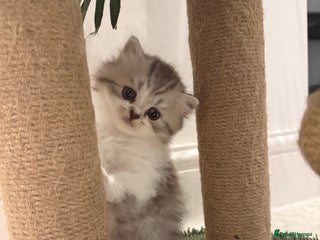 British Shorthair cats - Advert 6