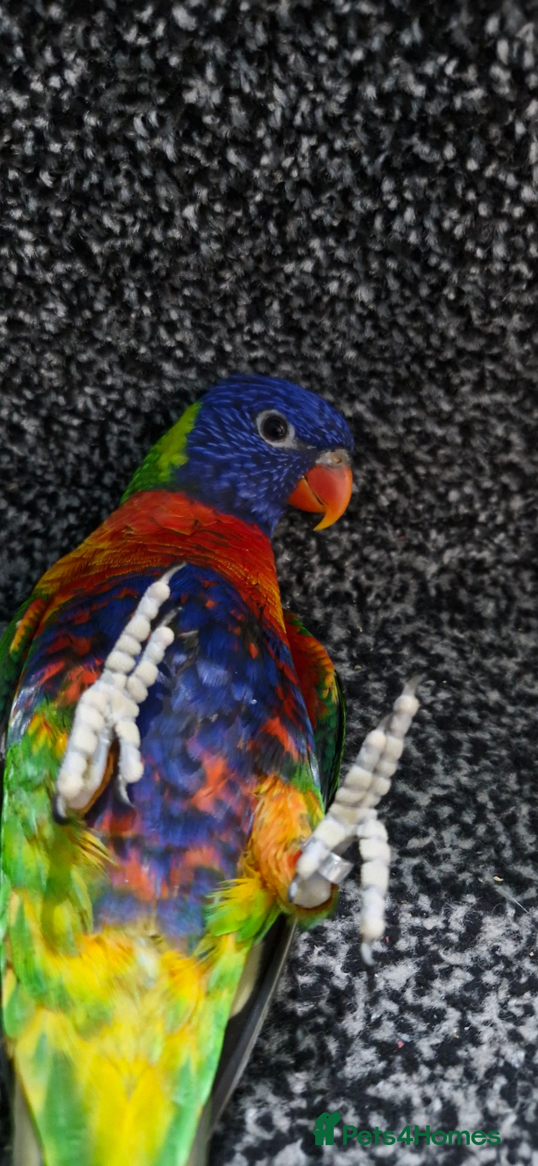 Lorikeets birds for sale: Rainbow lorikeet for sale - Advert 3