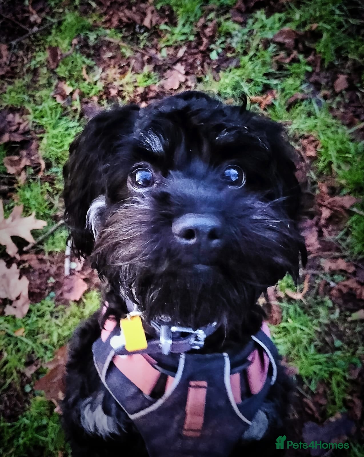 Mixed Breed dogs Mixed Cavapoo and cockapoo puppies ❤️ - Advert 13