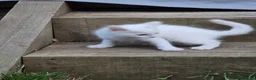 Turkish Angora cats for sale: Cute White Turkish Angora kittens / mixed eyes !  - Advert 5