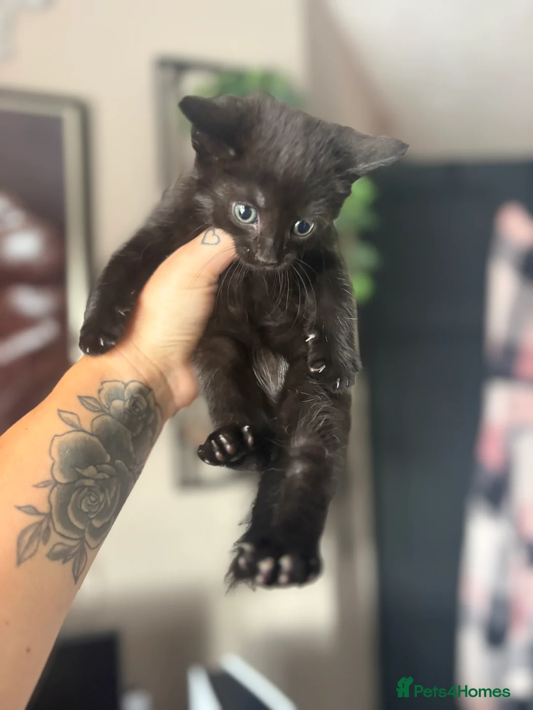 Mixed Breed cats for sale: Cute Black Kittens  - Advert 2