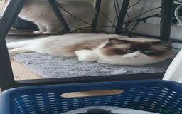 Ragdoll cats for sale: Ragdoll girl !!!  - Image 5