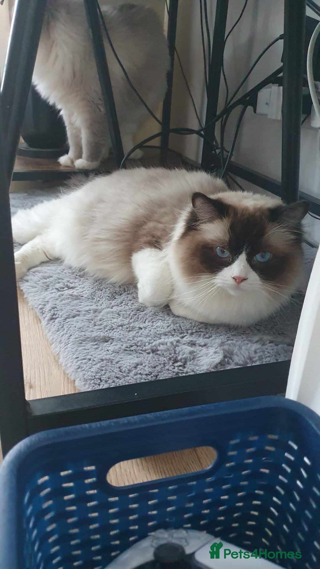 Ragdoll cats for sale: Ragdoll girl !!!  - Image 5