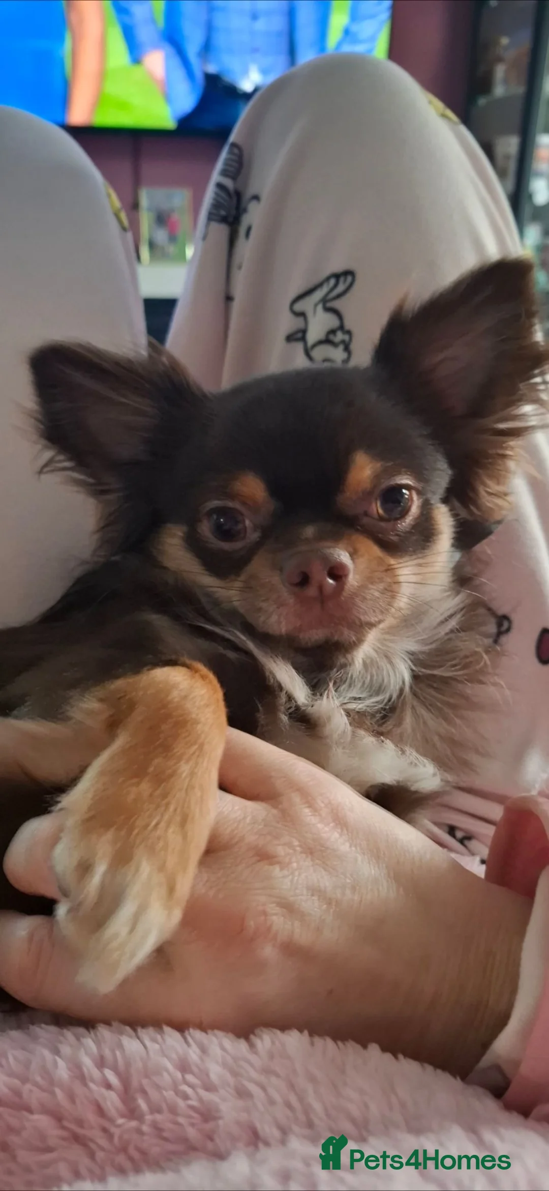 Chihuahua dogs for stud: Longhair Chahauha  - Advert 2