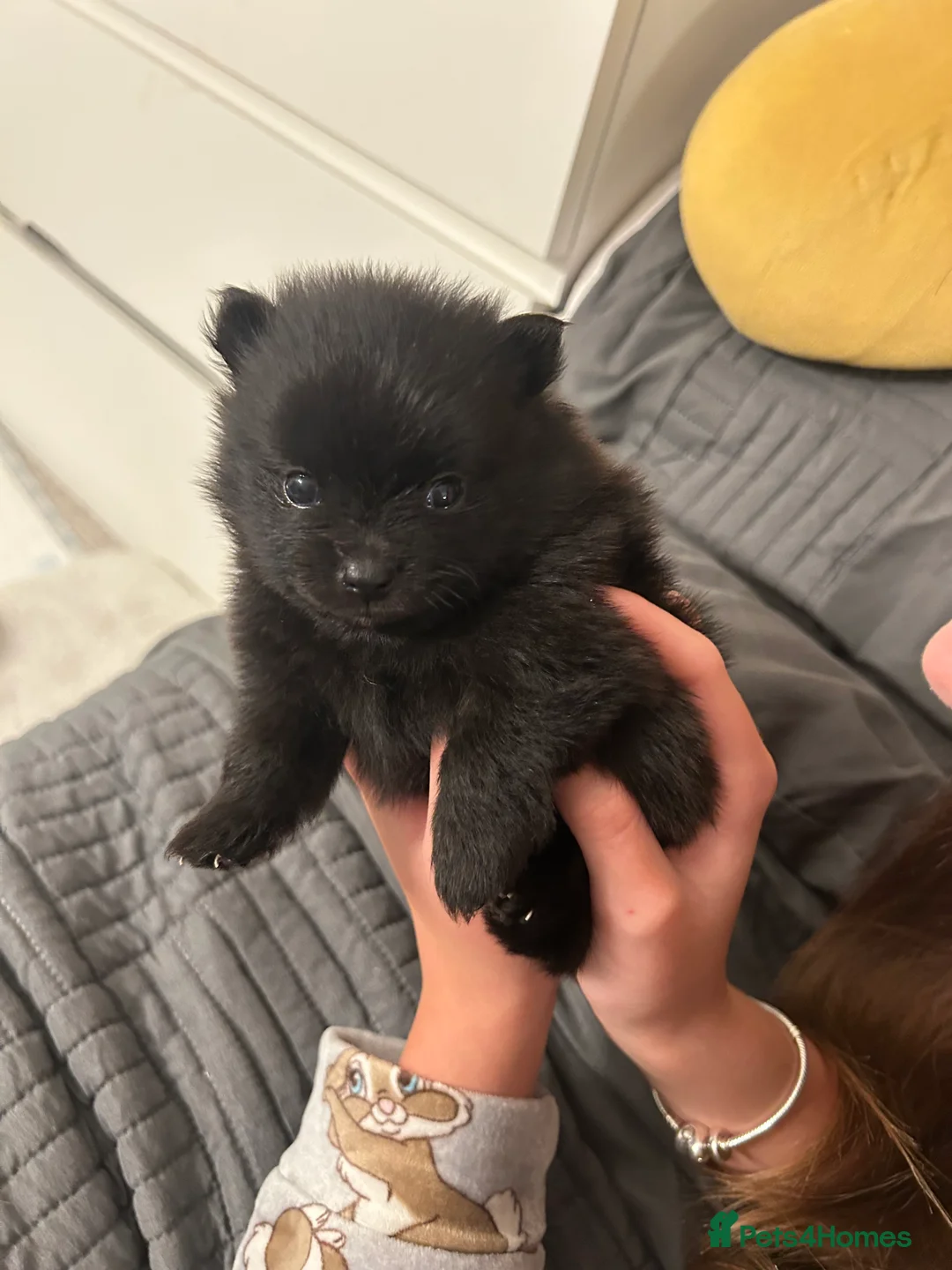 Pomeranian dogs for sale: Beautiful  **  black Pomeranians  - Advert 10